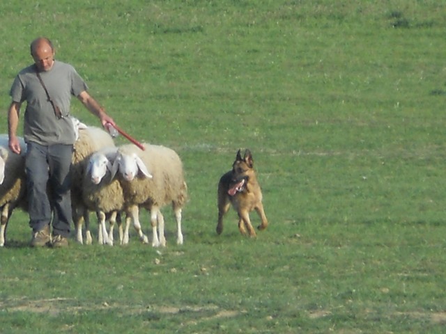 IL LUPO NERO