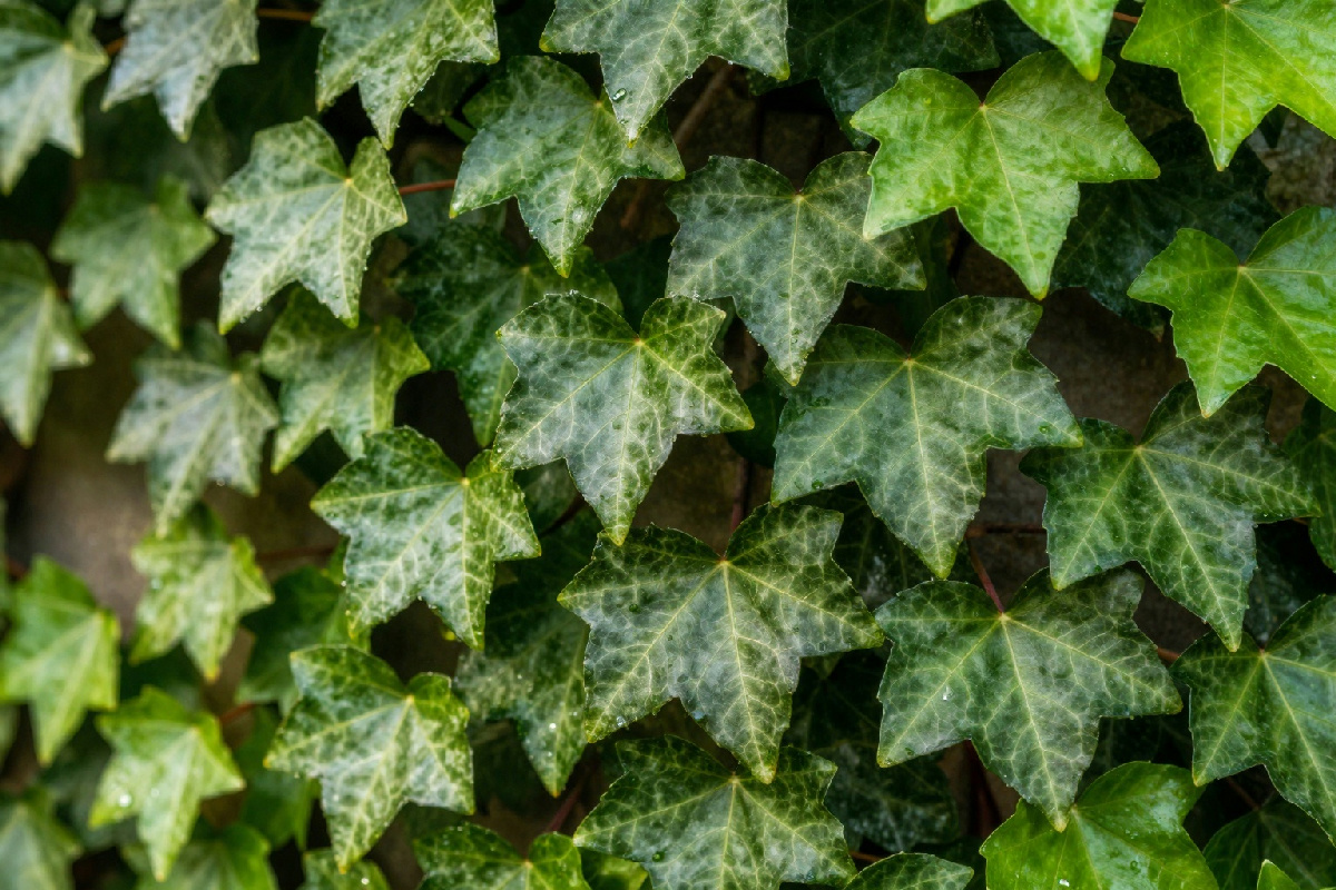Come coltivare l'edera: caratteristiche principali e consigli utili per la cura della pianta