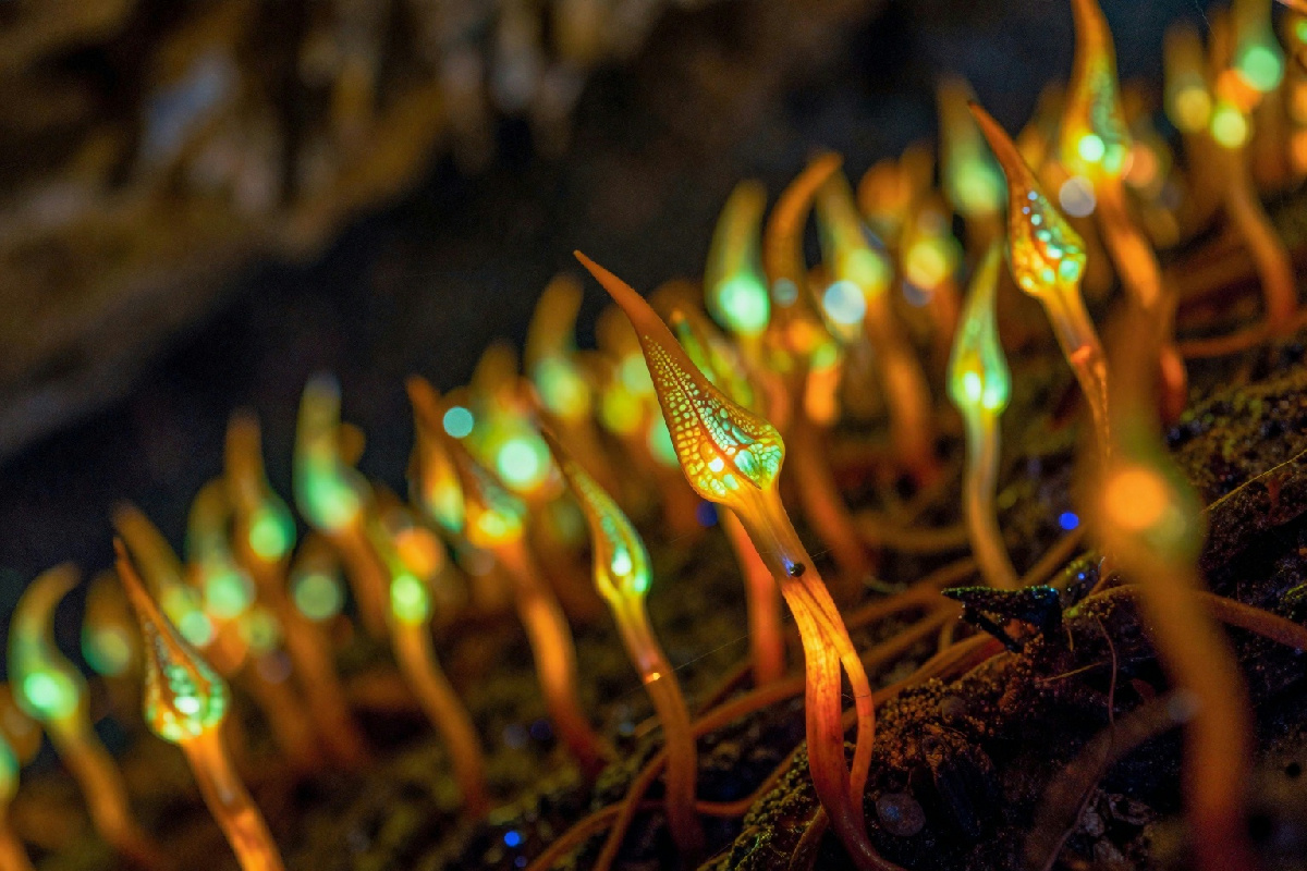 Visitare le grotte di Waitomo in Nuova Zelanda: un'esperienza affascinante tra luci e ombre naturali